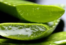 Las 5 Propiedades del Aloe Vera: Beneficios y Usos para Mejorar tu Salud y Belleza